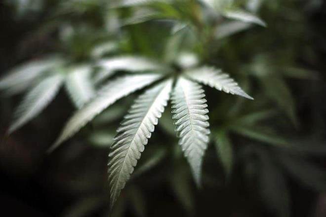 Entra en vigor, por fin, uso medicinal de cannabis