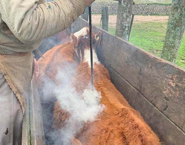 Entregarán 80 fierros de herrar en Castaños