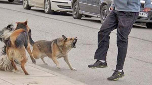 Aumentan ataques de perros en Palaú