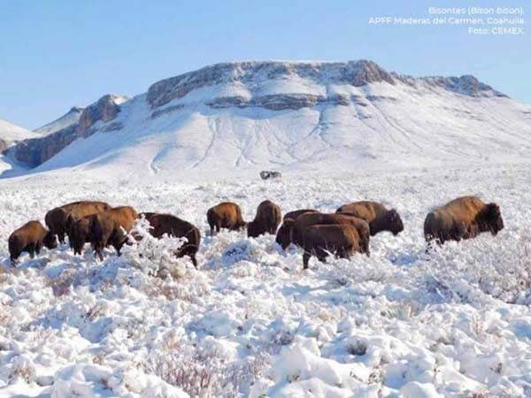 Muestran manada de bisontes en Coahuila, a más de 100años de ausencia