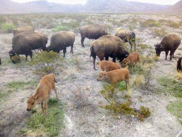 Nacen 13 bisontes