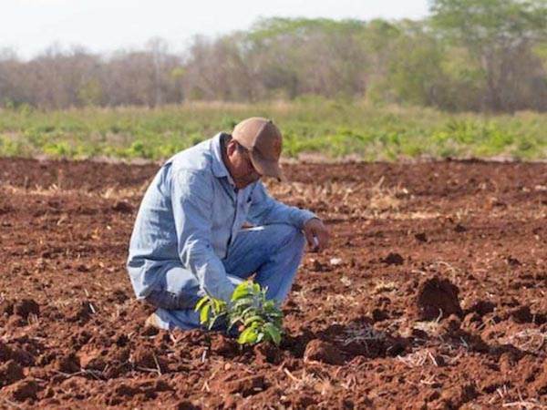 Prohíben uso de glifosato en México
