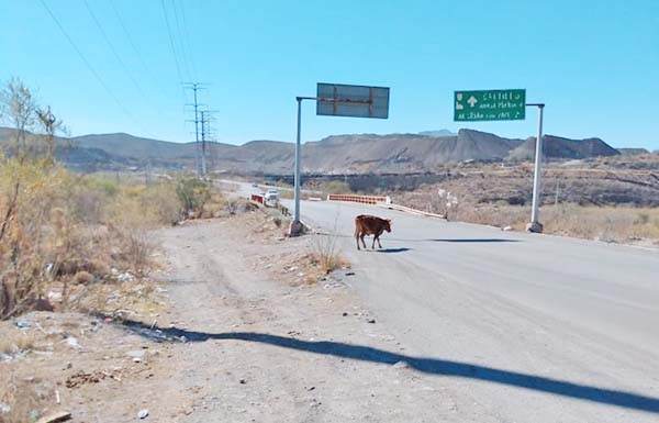 Multarán a quienes suelten animales