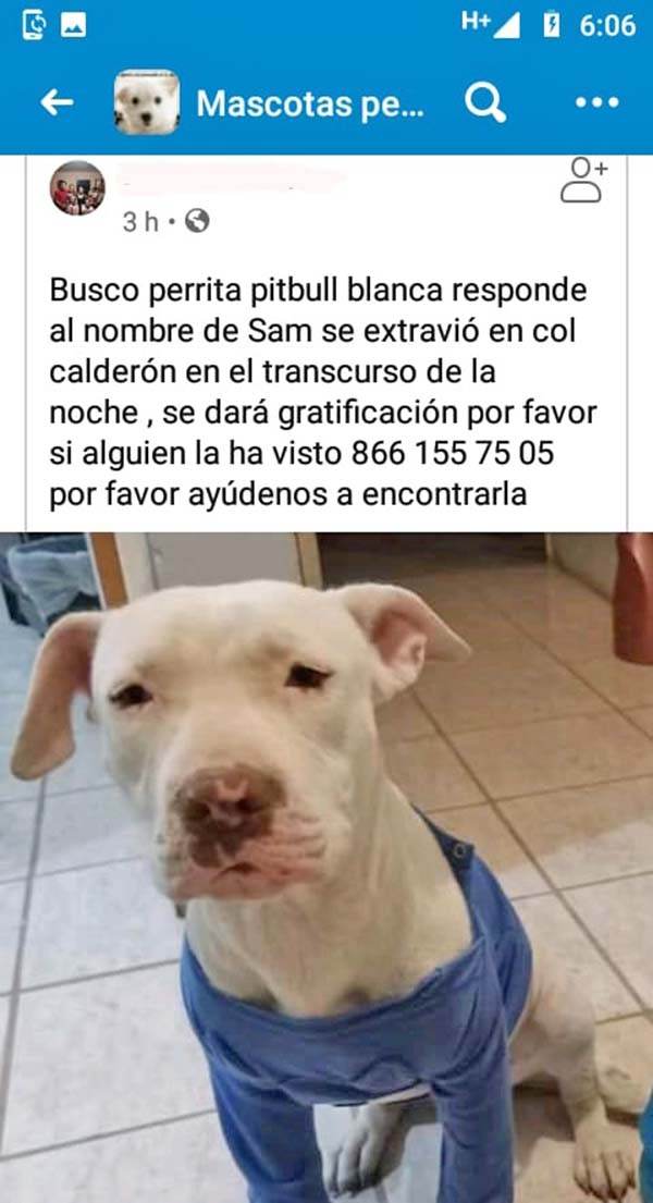 Aumentan casos de perros extraviados