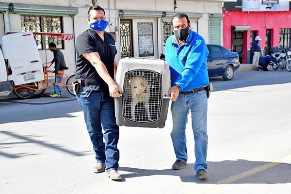Intentan salvar a perrita con cáncer