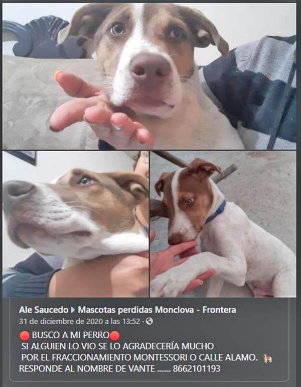 El saldo de la pirotecnia: perros heridos y perdidos