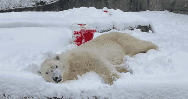 Oso polar disfruta nevada en zoológico de EU