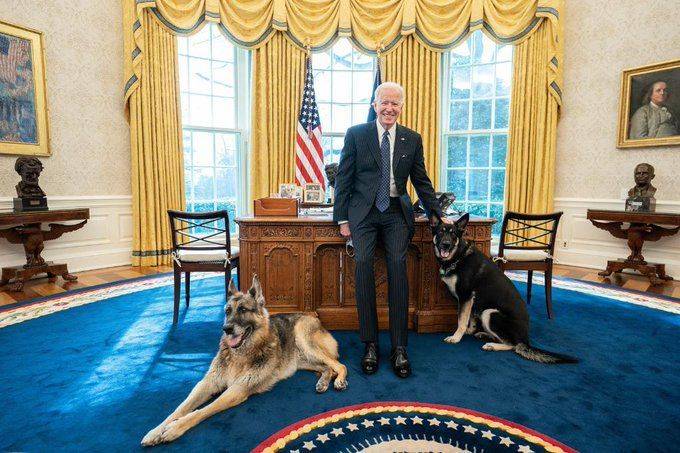 ¡Con acceso total! Biden presume sus perros Mayor y Champ dentro de la Oficina Oval
