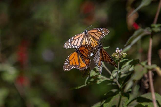Cae 26% presencia de mariposa monarca en México