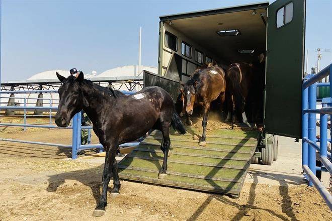 Dona Sedena 60 caballos para sueros contra Covid-19