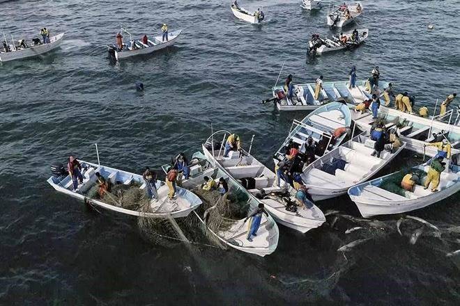 Refuerzan protección para vaquita marina y totoaba