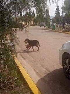 Perro desentierra esqueleto en Jardines del Recuerdo.
