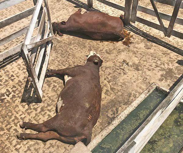 Provocaron heladas muertes de ganado