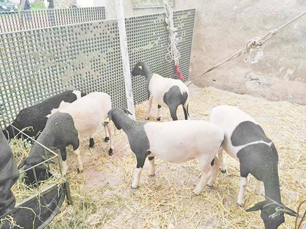 Pasan por alto los delitos de abigeato en Castaños