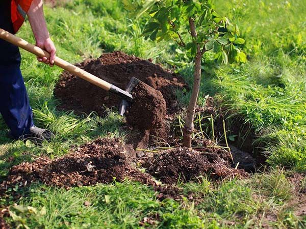 Obligan a ciudadano a sembrar 8 árboles