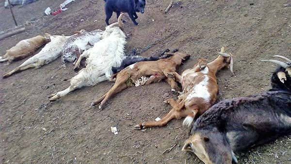 Mató el frío 35 cabras tan sólo a un ganadero