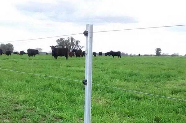 Desmantelan cercado a ganaderos castañenses