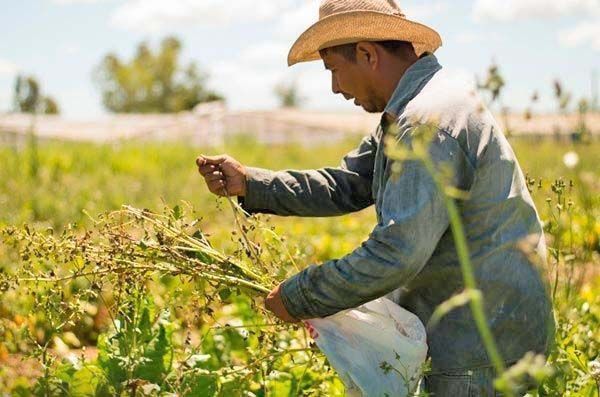 Urge rescatar al campo de la RC