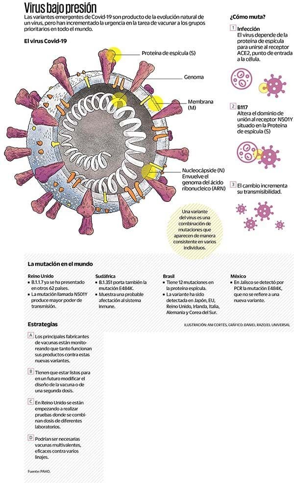 Evolución, mutación y variantes del virus del SARS-CoV-2