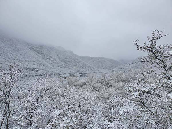 Impresionantes imágenes de nevada en Sierra de Múzquiz