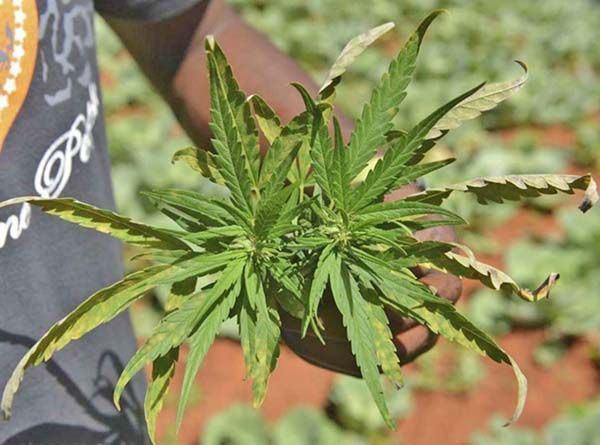 De no creerse: escasea la mariguana… ¡en Jamaica!