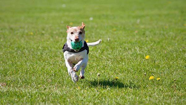 Será INEDEC: “espacio amigable con mascotas”