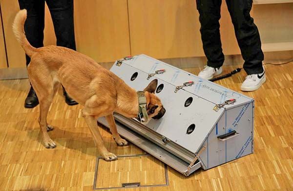 Perros entrenados detectan covid-19 con 94% de precisión