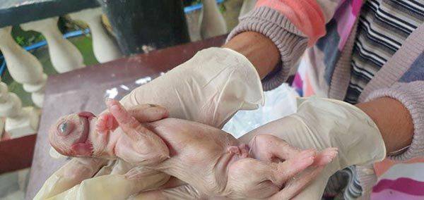 Nace cachorro con un ojo, dos lenguas y sin nariz; caso se vuelve viral