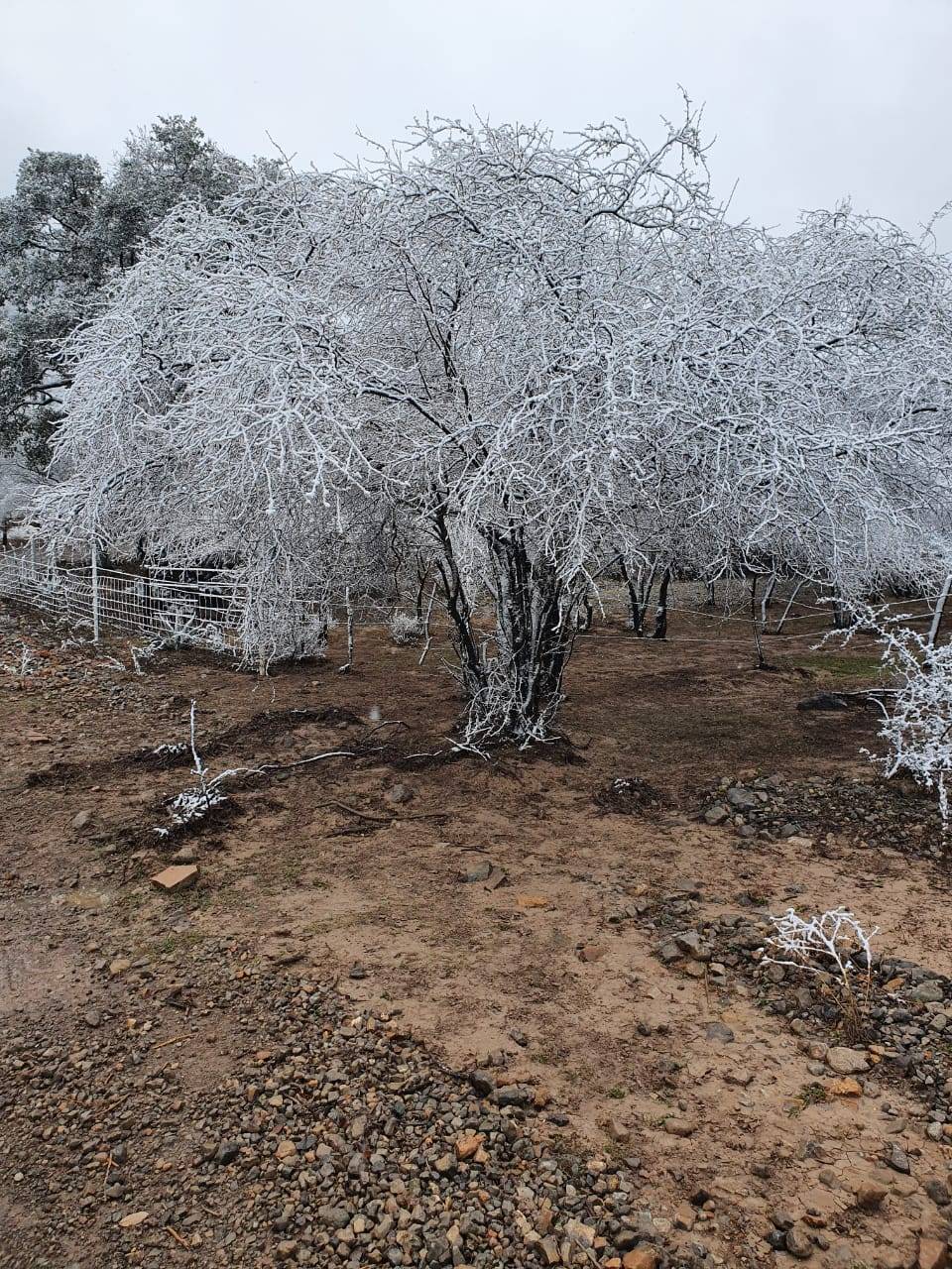 Siguen bajas temperatura en Coahuila