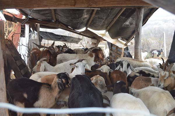 Pierde don Demetrio 45 cabras… las mató el frío