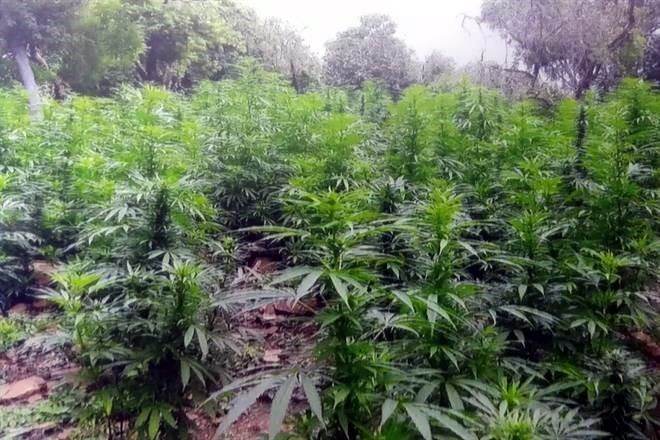 Analiza 4T liberar producción de mariguana y amapola
