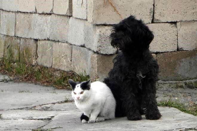 Aprueban prisión de hasta dos años por maltrato animal