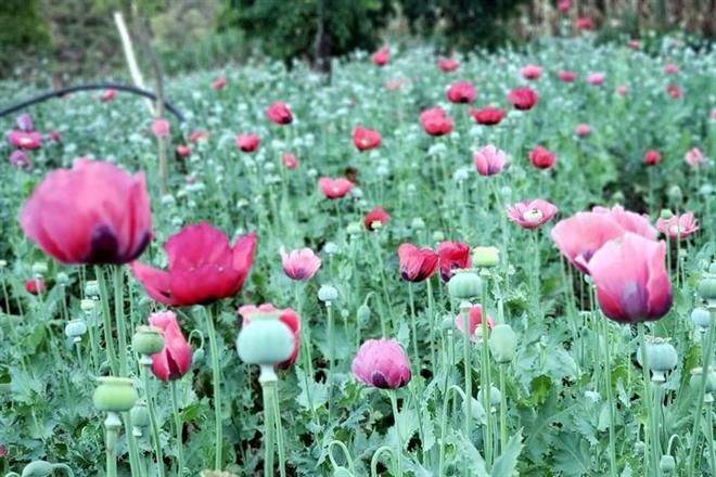 Ubican potencial en producción de amapola