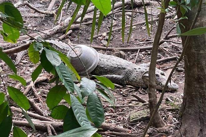 Recupera Policía animales ‘secuestrados’ en predio de QR