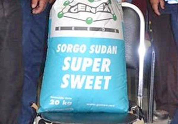 Entregan 5 toneladas de semilla de sorgo