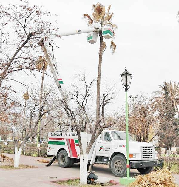 Reforestan las plazas públicas