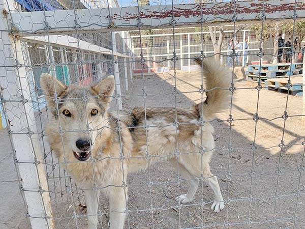 Estrena Arteaga nuevo zoológico