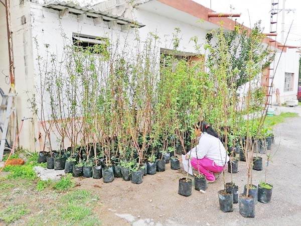 Donará SB árboles frutales a habitantes
