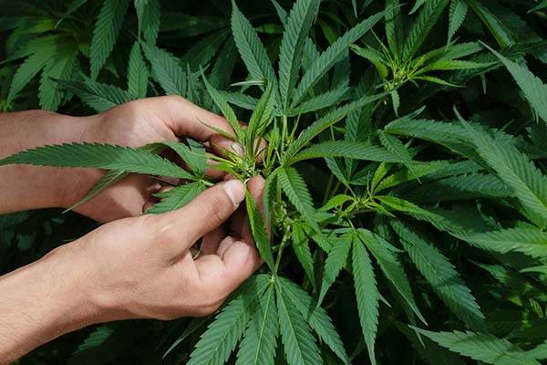 Avalan despenalizar posesión de hasta 28 gramos de marihuana