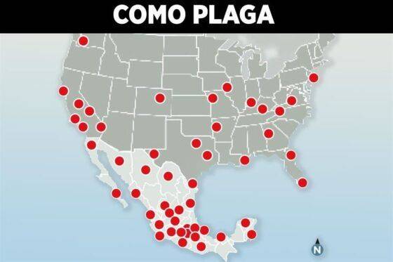 Se expande CJNG a EU, Pacífico y Hawái