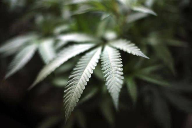 Empujan Morena y aliados en Senado dictamen sobre cannabis
