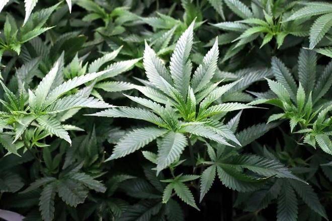 Se cae regulación de cannabis… va para septiembre