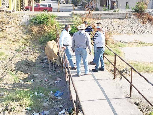 “Detienen” vaca por destruir plaza