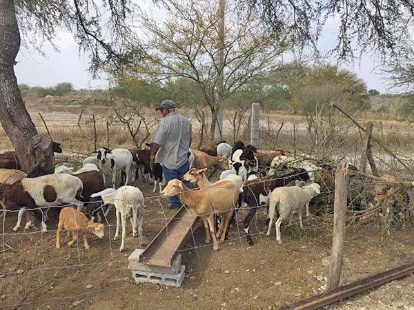 Se incrementa robo de ganado en ‘La Cuchilla’