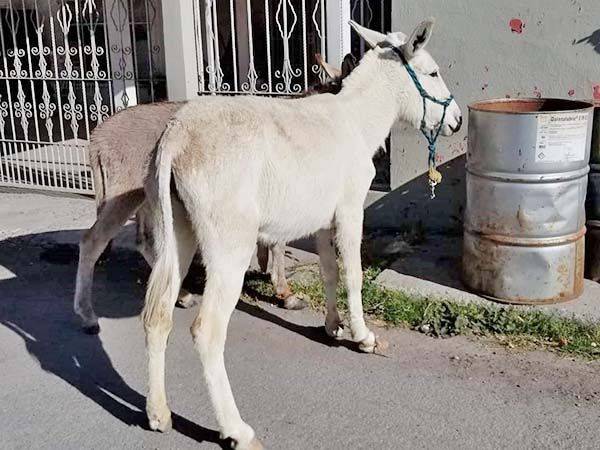 Aseguran a animales sueltos en las calles