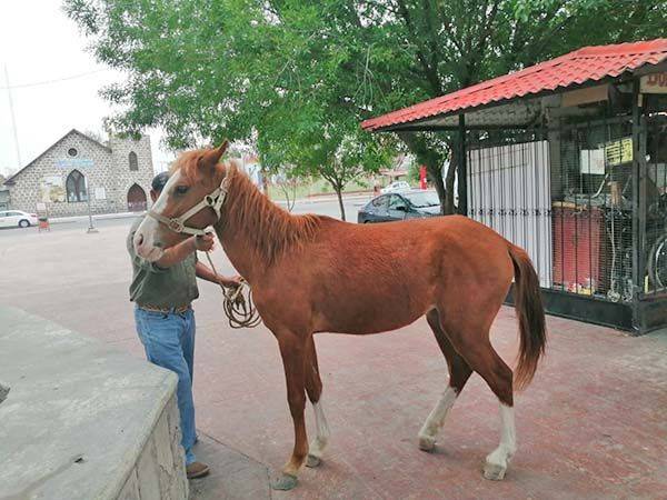Prohíben animales de granja en ciudad