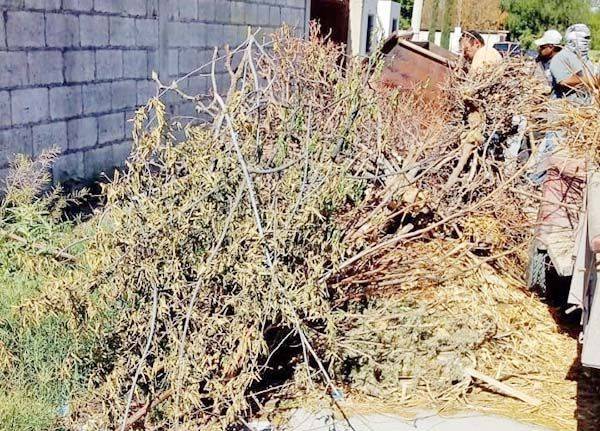 Retira Ecología ramas en plaza