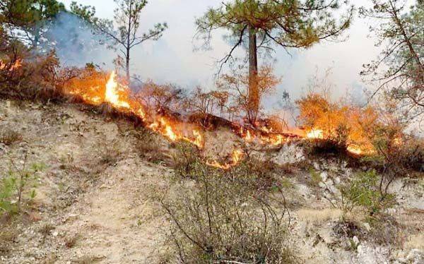 Provocan incendios muerte de flora y fauna