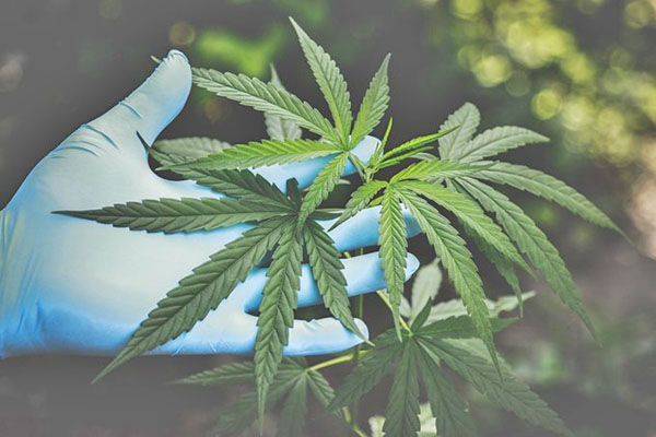 Avanza ley cannabis