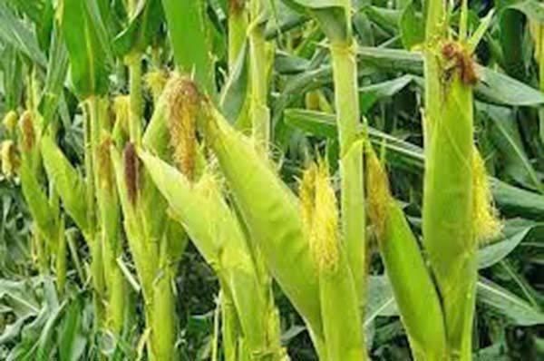 Sequías y alta demanda en EU ‘pegan’ al precio internacional del maíz: aumenta 112%